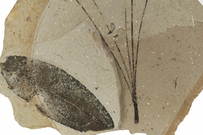 Fossil Plant (Trochodendron, Pinus) Plate - McAbee, BC #248876